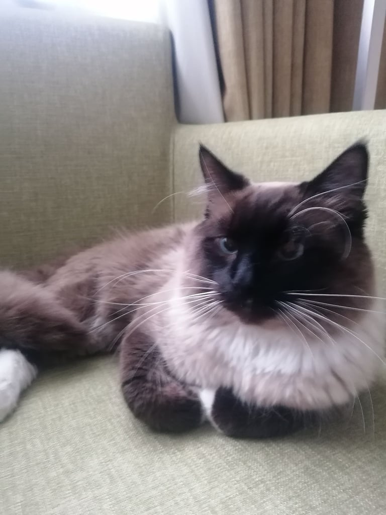 Male Ragdoll cat