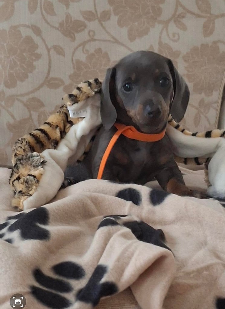 Miniature dachshund puppies (READY NOW)