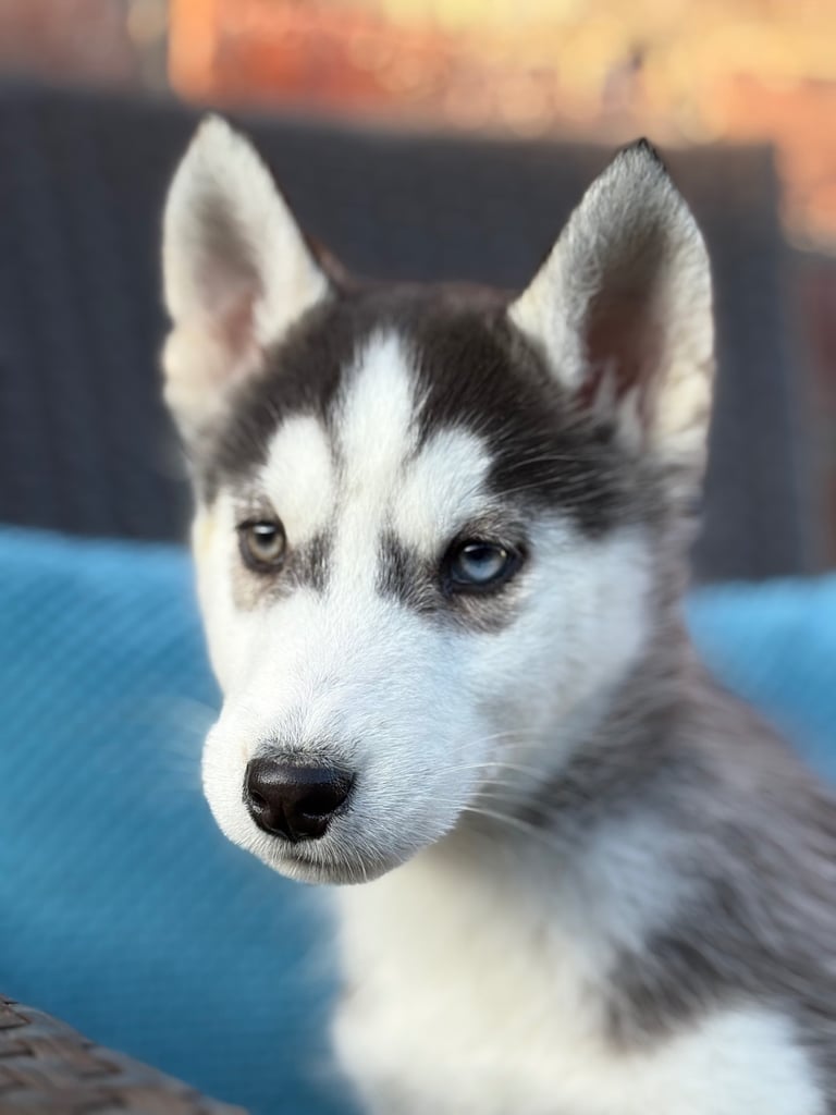 Siberian husky puppies 