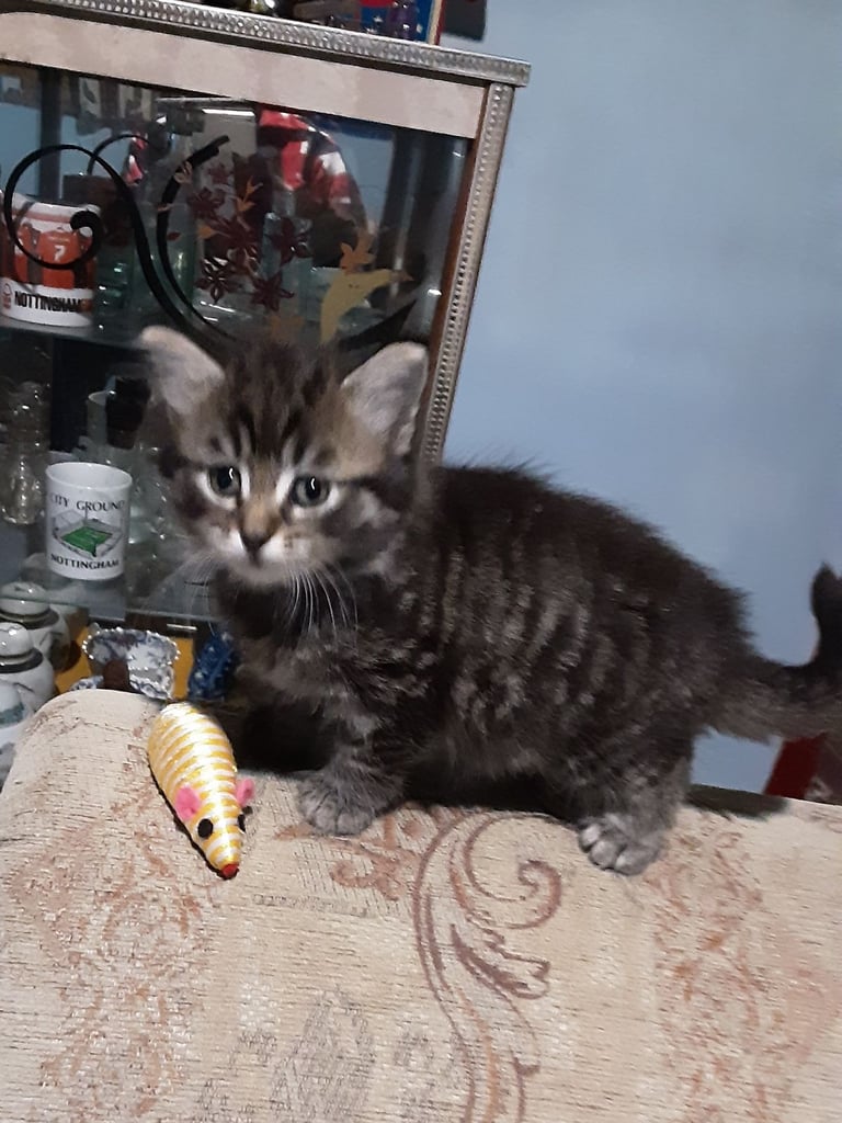 Playful Kittens for sale, from 35.00 pounds. 