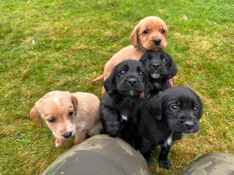 Cockador Puppies 