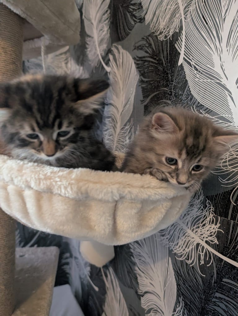 Kittens for sale 