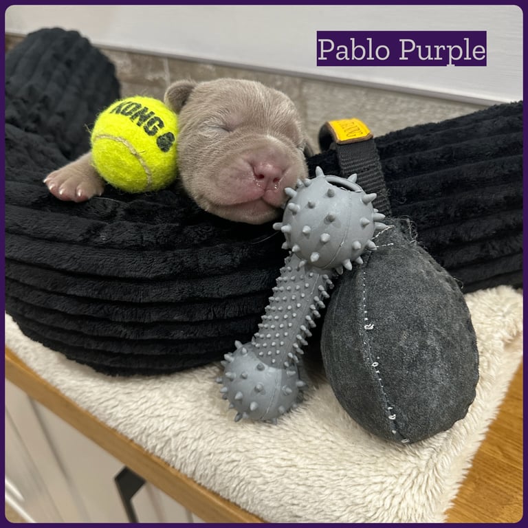 Neapolitan Mastiff X Cane Corso