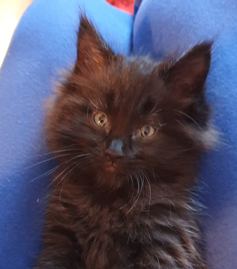 XL Maincoon x Ragdoll kittens