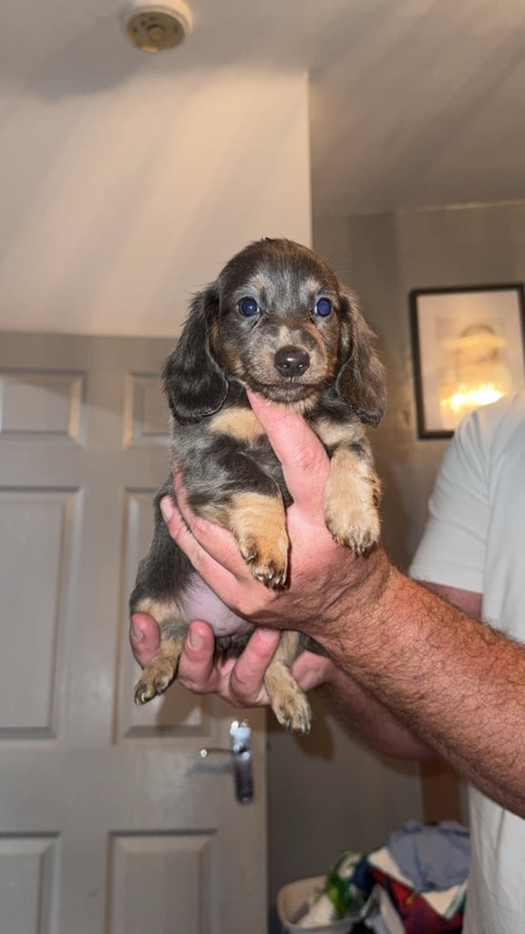 image for Beautiful dachshunds for sale 
