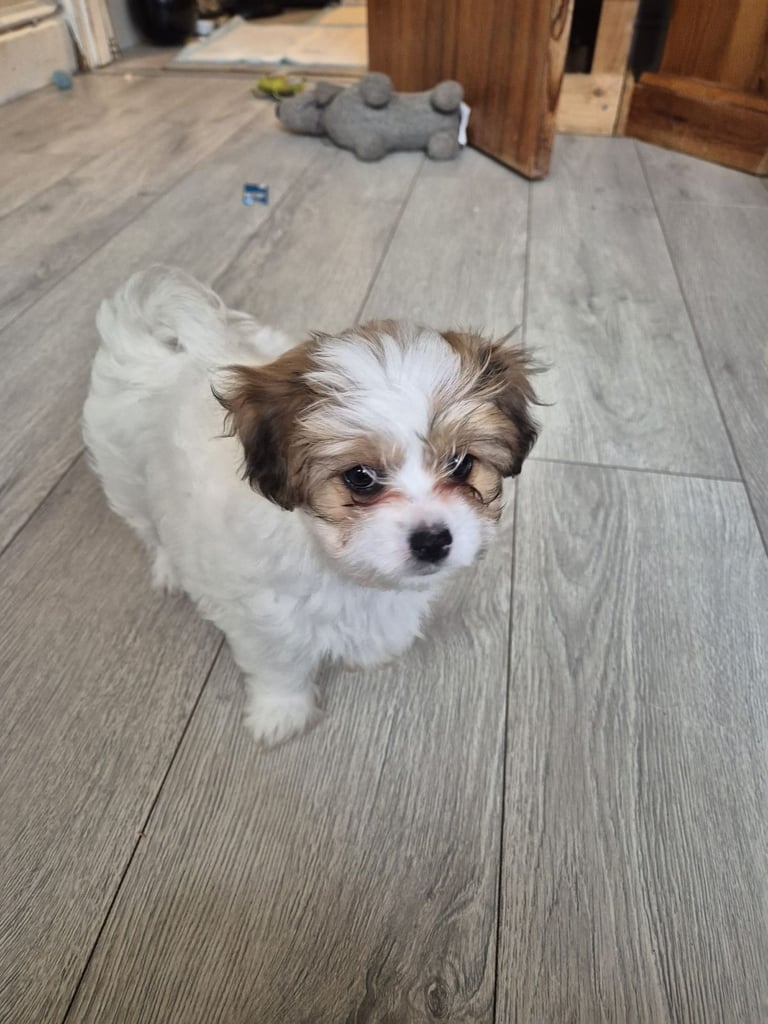 mix breed puppy (dog)