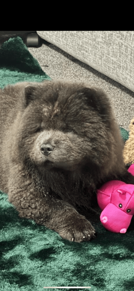 Blue Chow chow puppy 