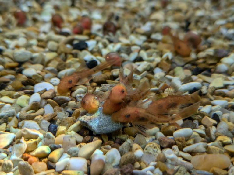 tropical fish, discus, red pleco, endlers guppies ,