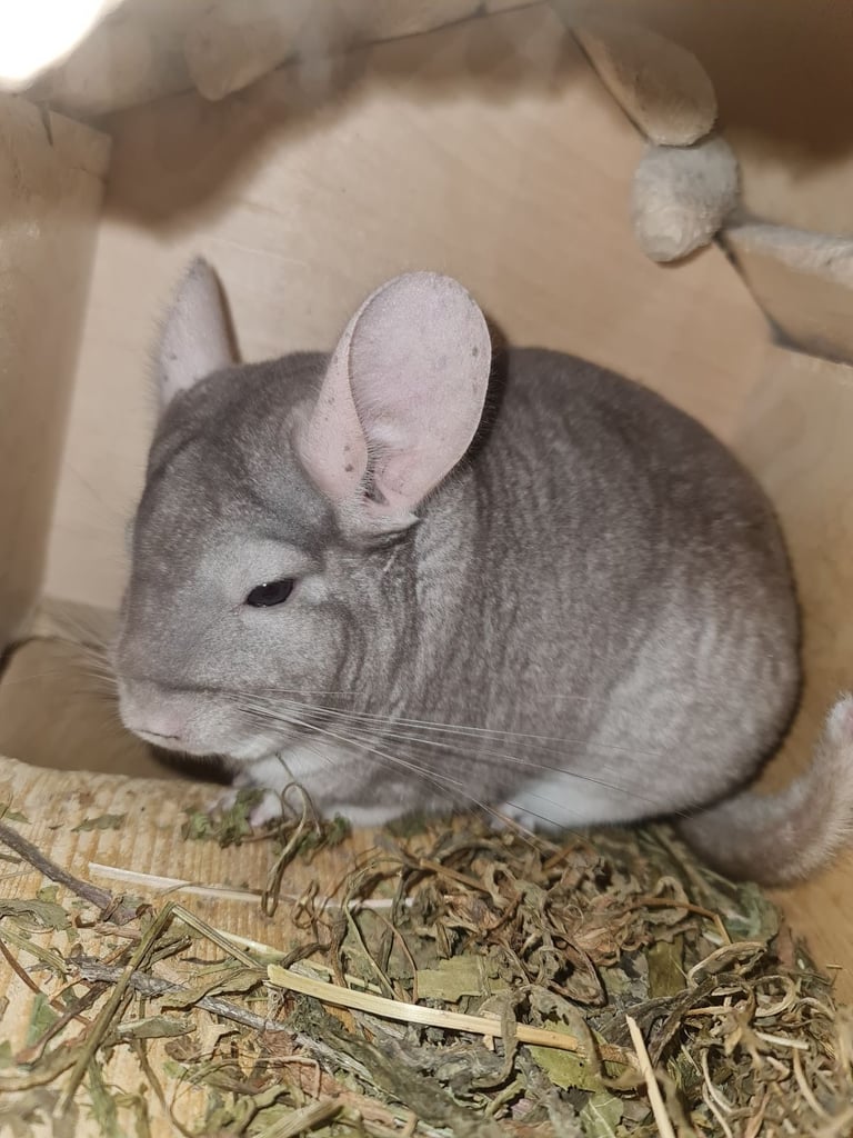Beige chinchilla 