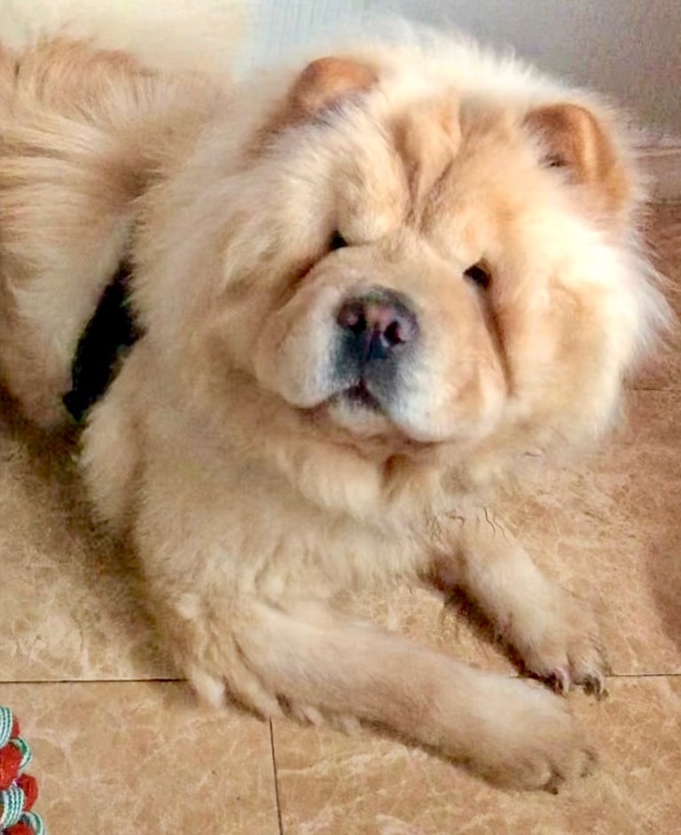 🩷 GORGEOUS KC FEMALE CHOW FOR SALE!!!! 🩷