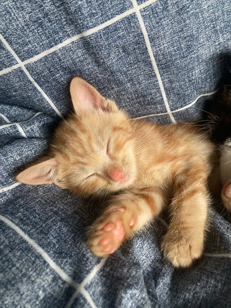 KITTENS FOR SALE 