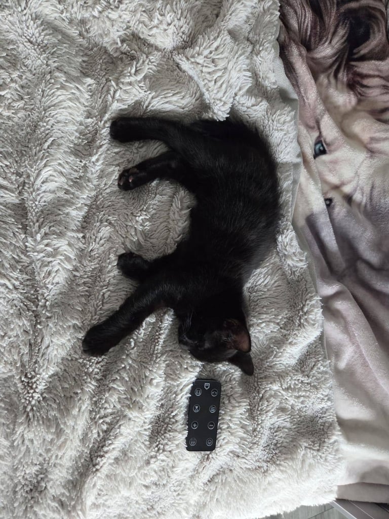 Adorable black Kitten Ready for Their New Homes! 🐾