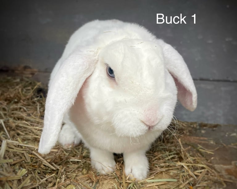 Mini Plush Lop Bunnies 