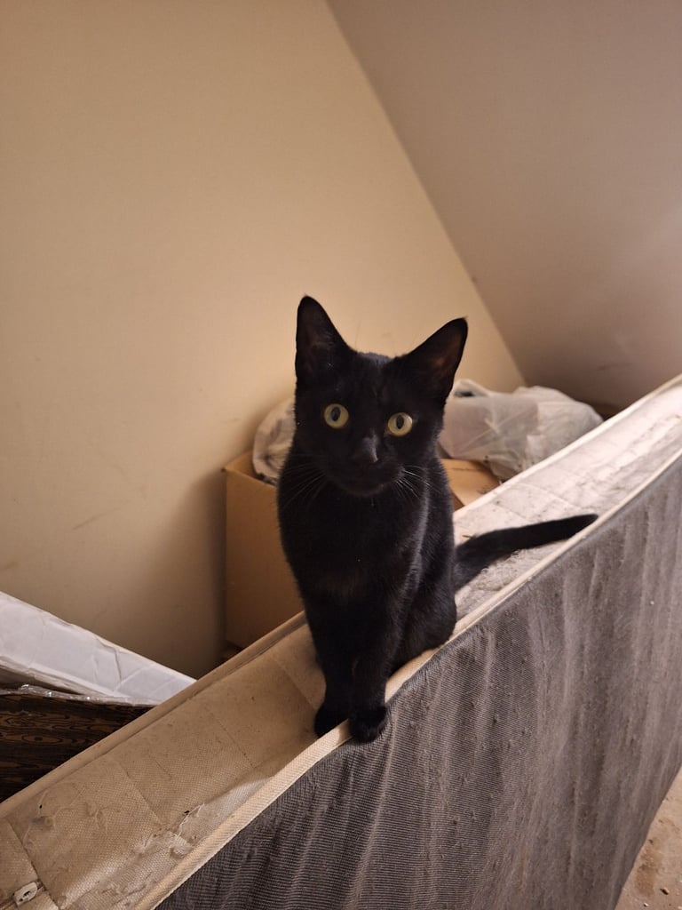 Female black cat for rehome 
