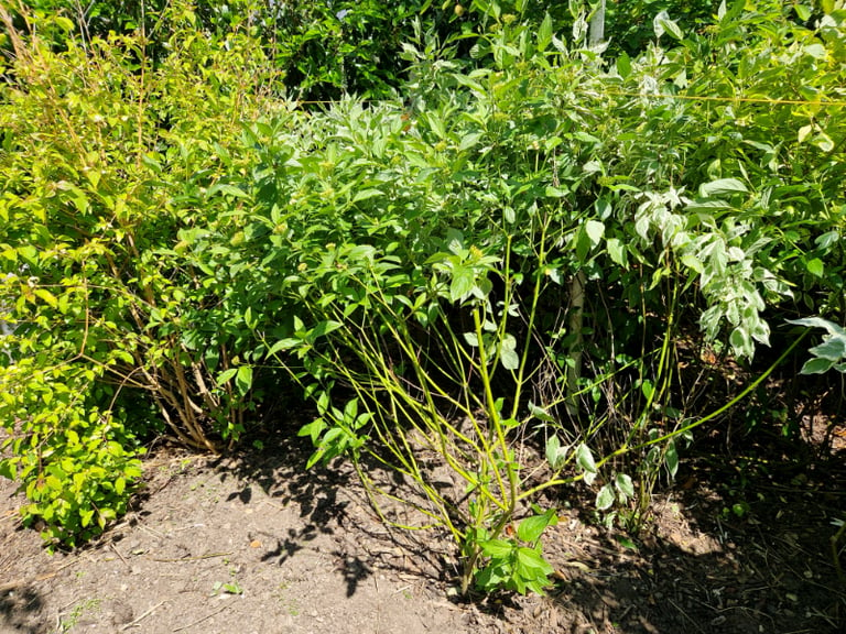Dogwood (Cornus) plants. Free to a good home. 