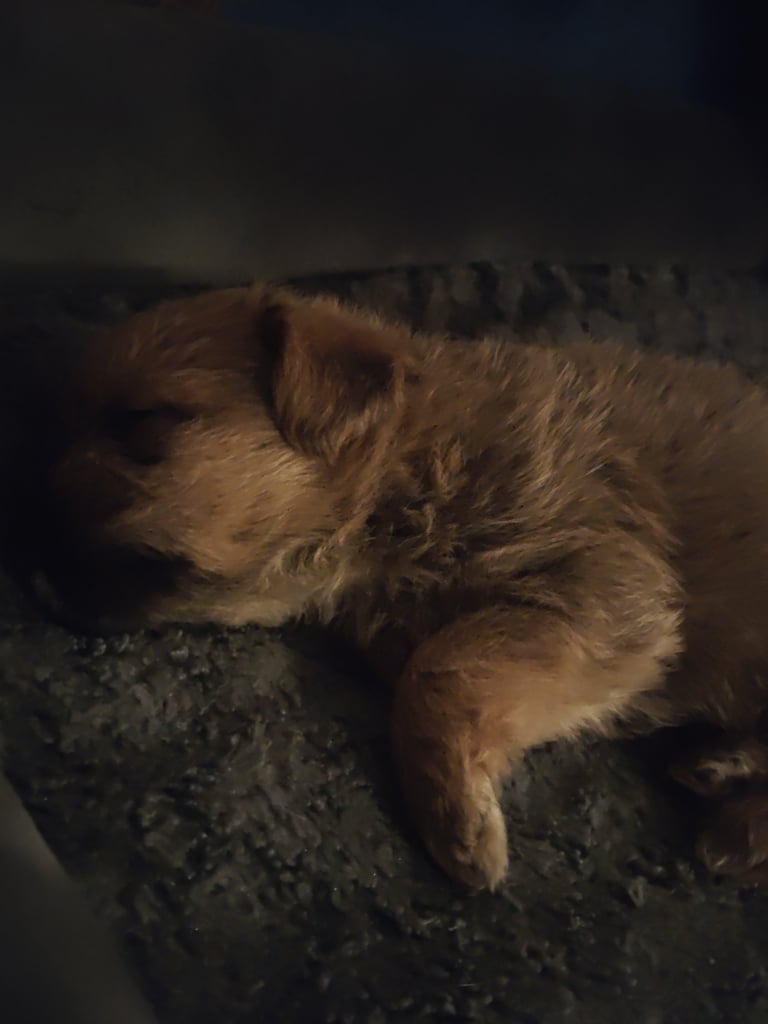 1 Male Puppy Poodle xx Boarder Terrier