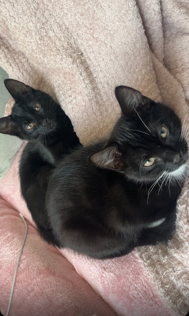 image for 2 kittens for sale