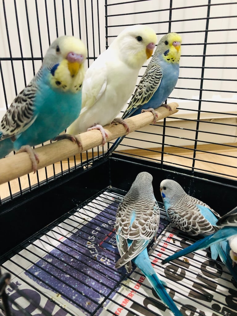 Beautiful colour’s Baby Budgies and other birds 