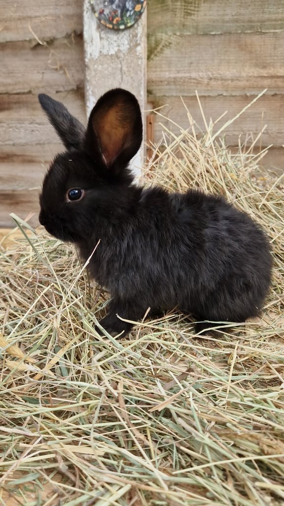 Gorgeous baby rabbits looking for their loving homes
