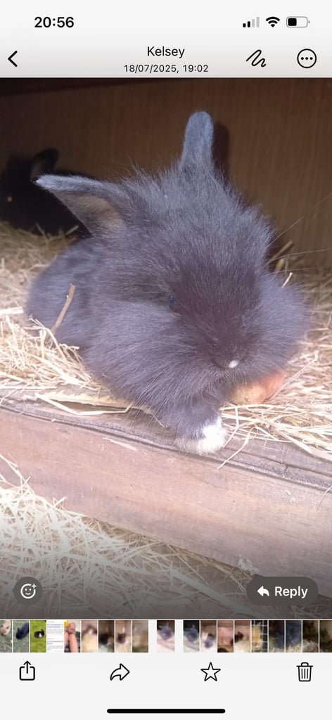 2 bunnies 10 week old girls 