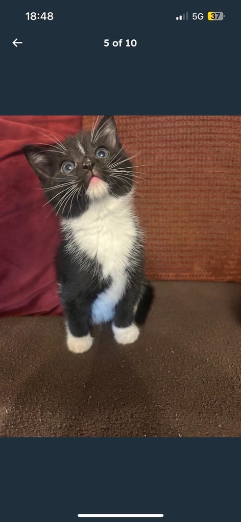 image for Kittens