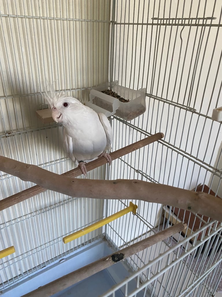 Cockatiel 