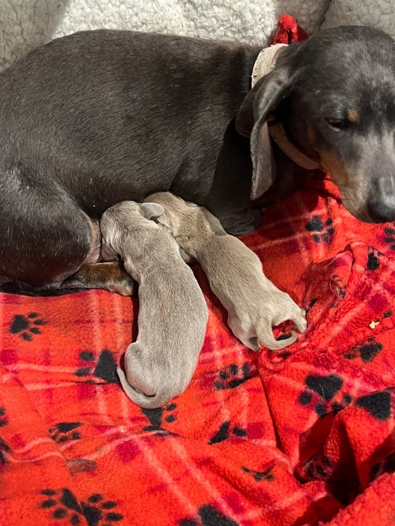 Dachshund miniature puppies 