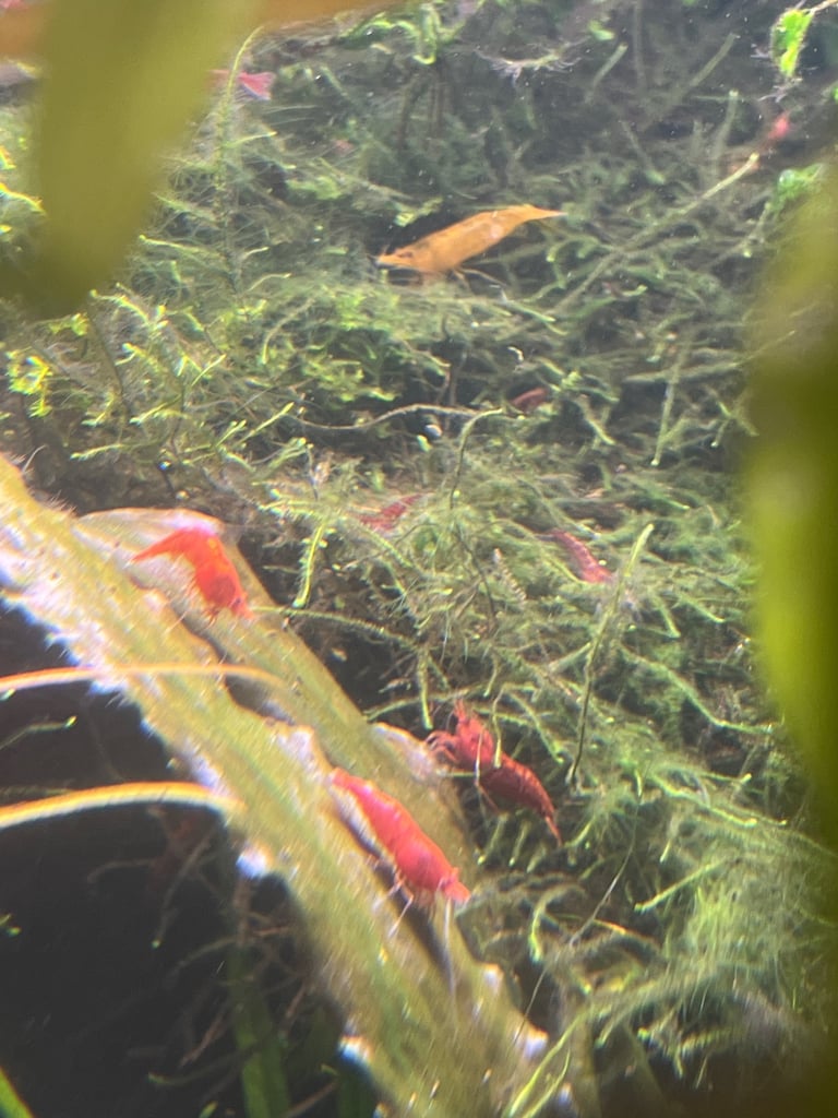 Nano fish red cherry shrimp