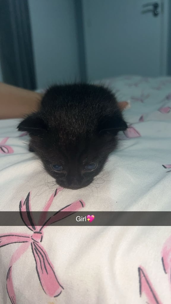 image for Kittens 
