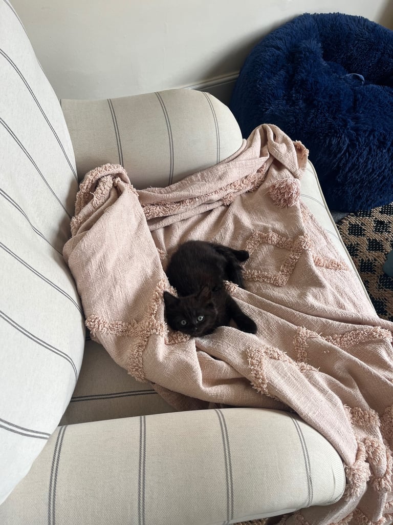 Ragdoll Kitten For Sale