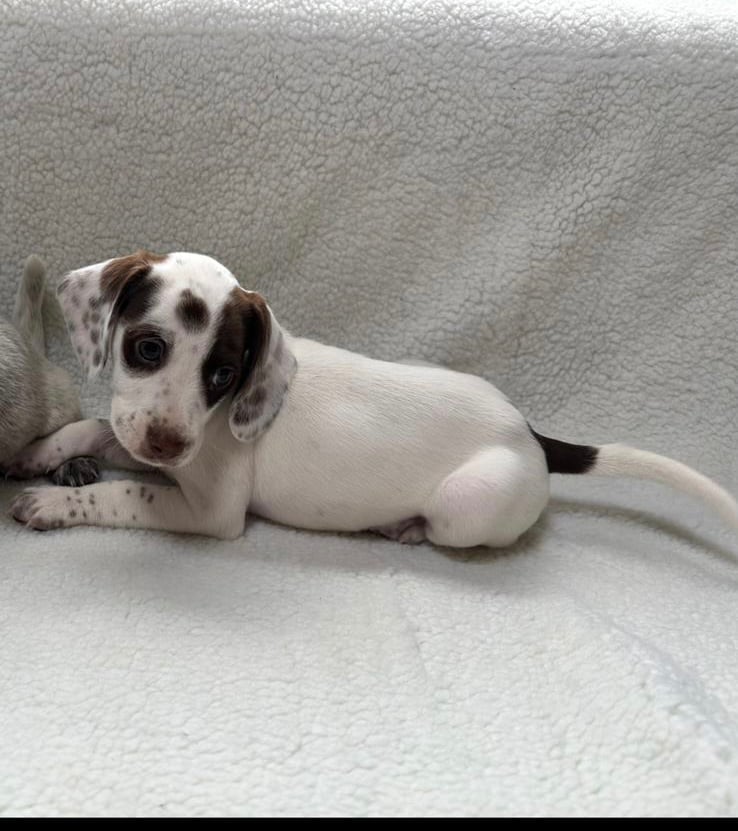 Cocker spaniel cross dachshund puppies for sale 