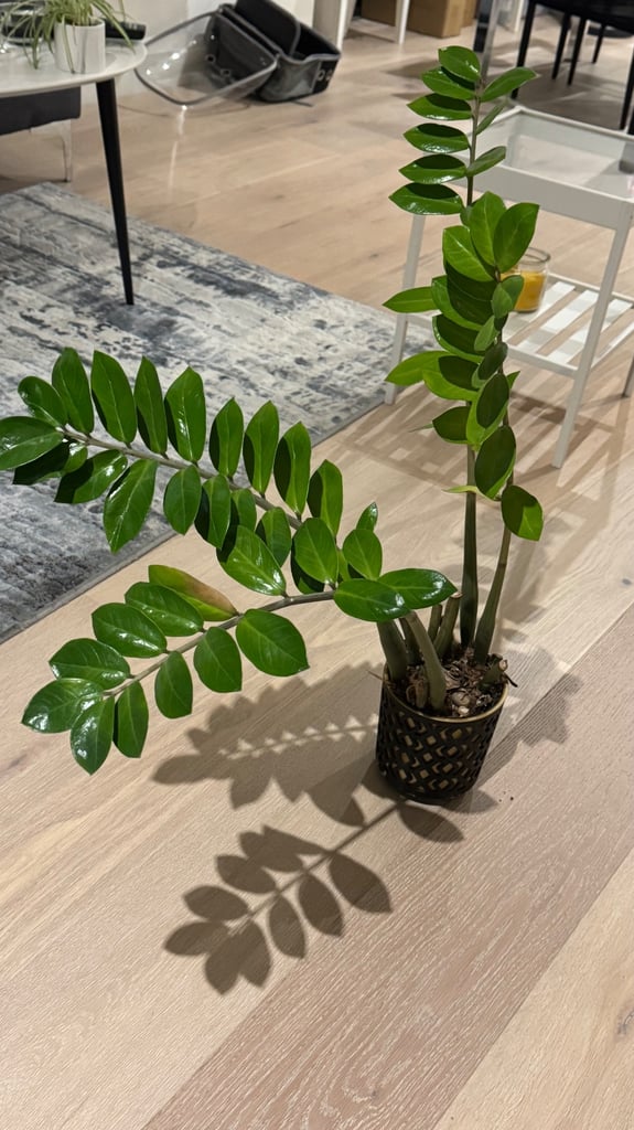 Plant