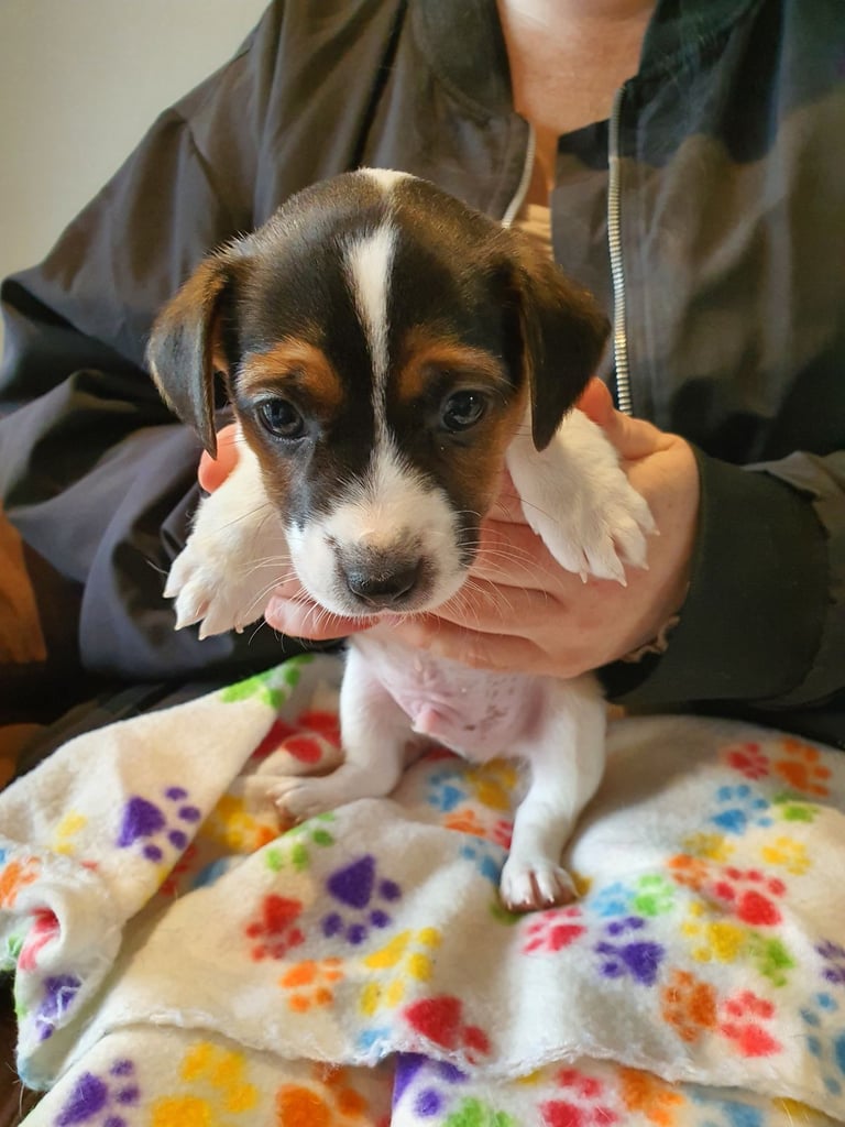 Jack Russell Puppies 