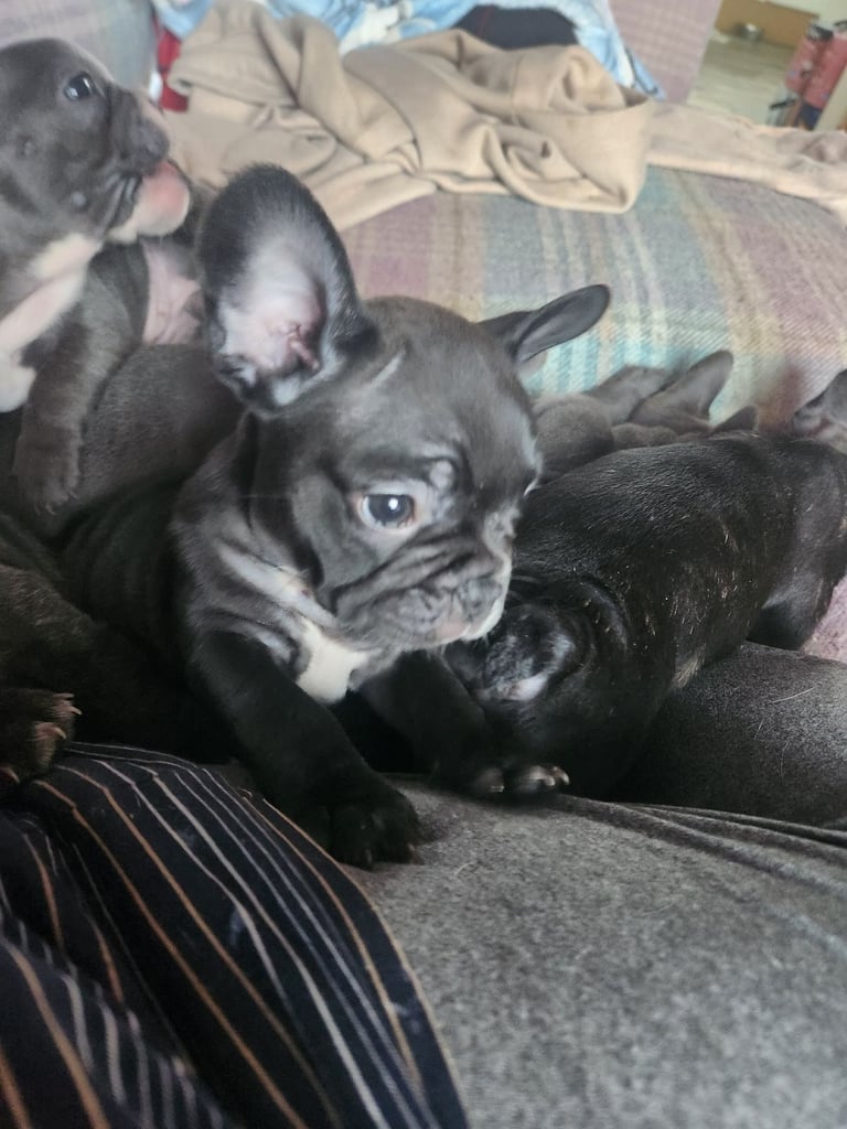 French Bulldog Puppies