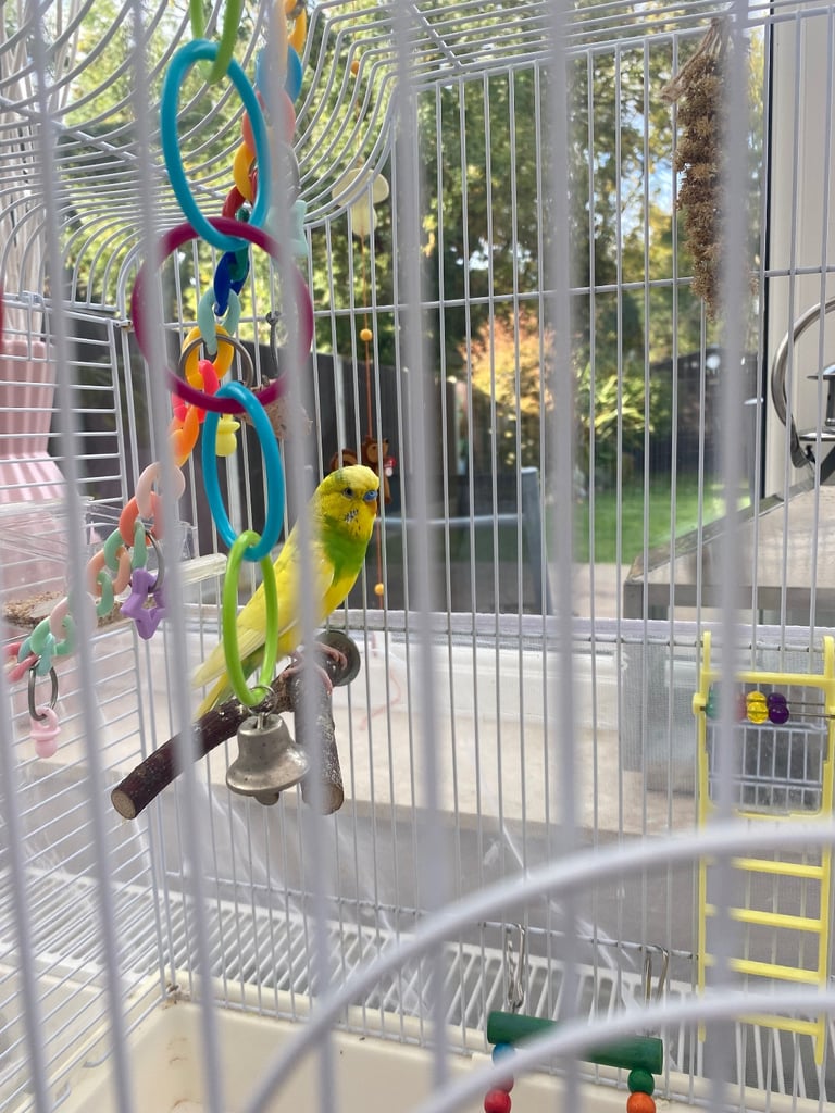SOLD 2 lovely budgies