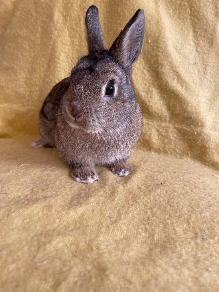 Rabbit Netherland dwarf male