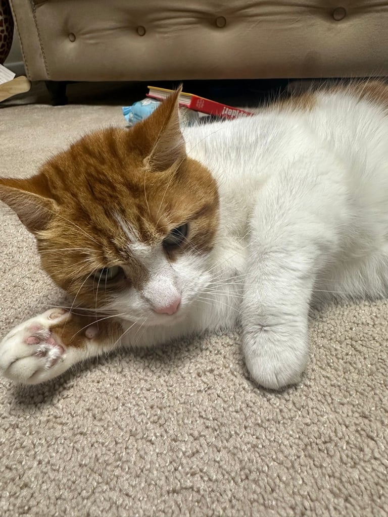 Tyson male cat