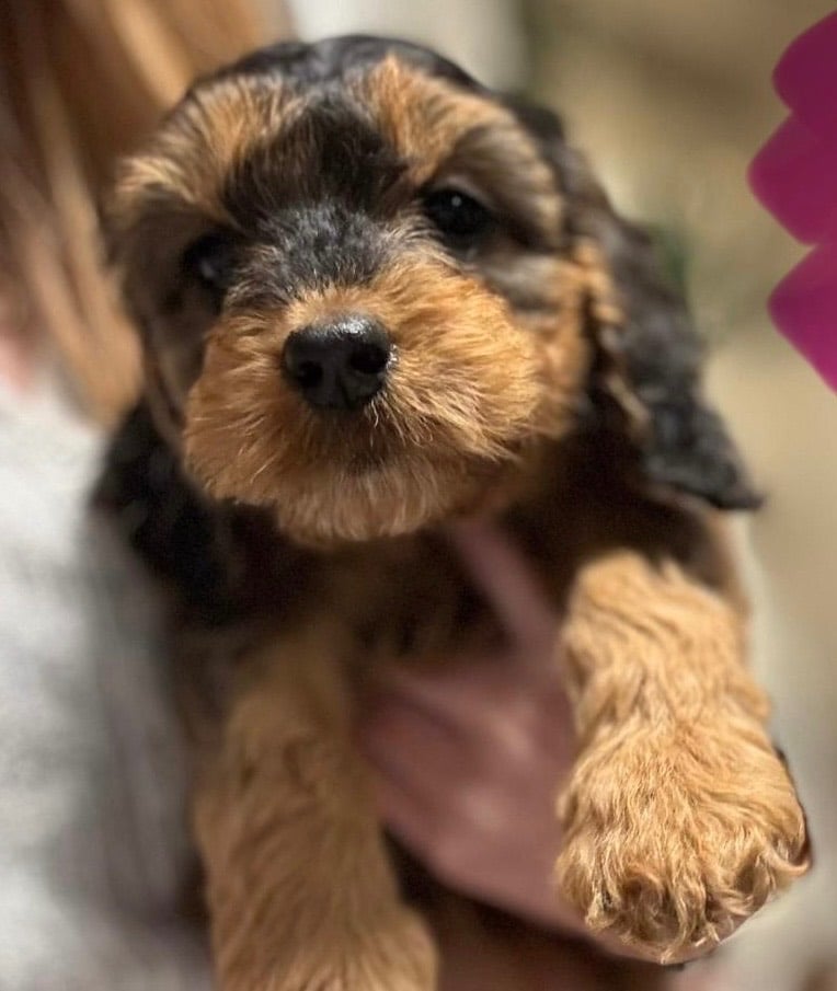 Heart Melting Show Cockapoo Pupd