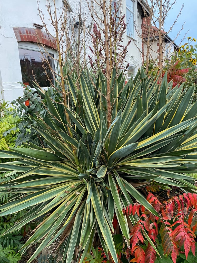 Yucca and Pampas grass FREE