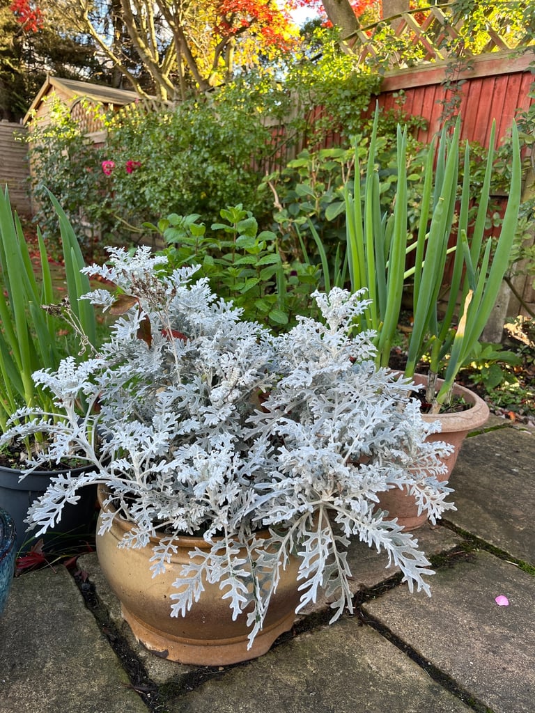 Ceramic Garden Planter with Evergreen Foliage | 30cm Diameter, 19cm Height | Winter ready