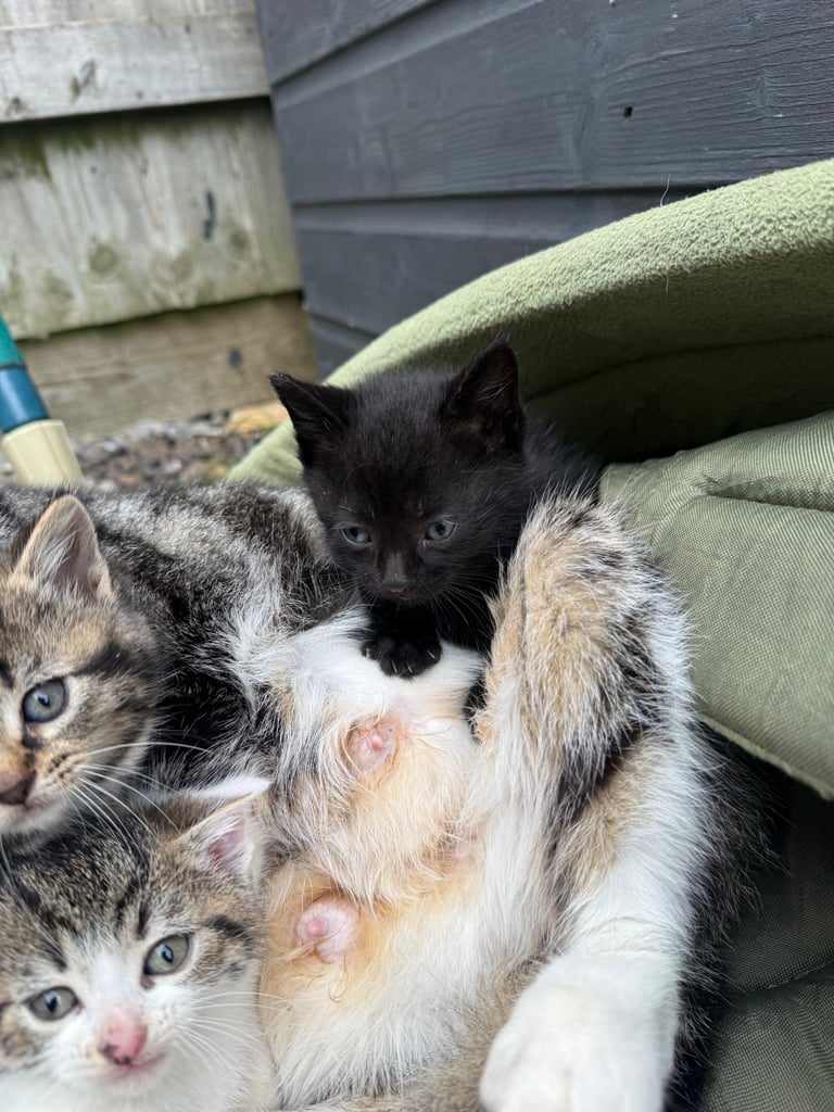 Beautiful kittens for sale 