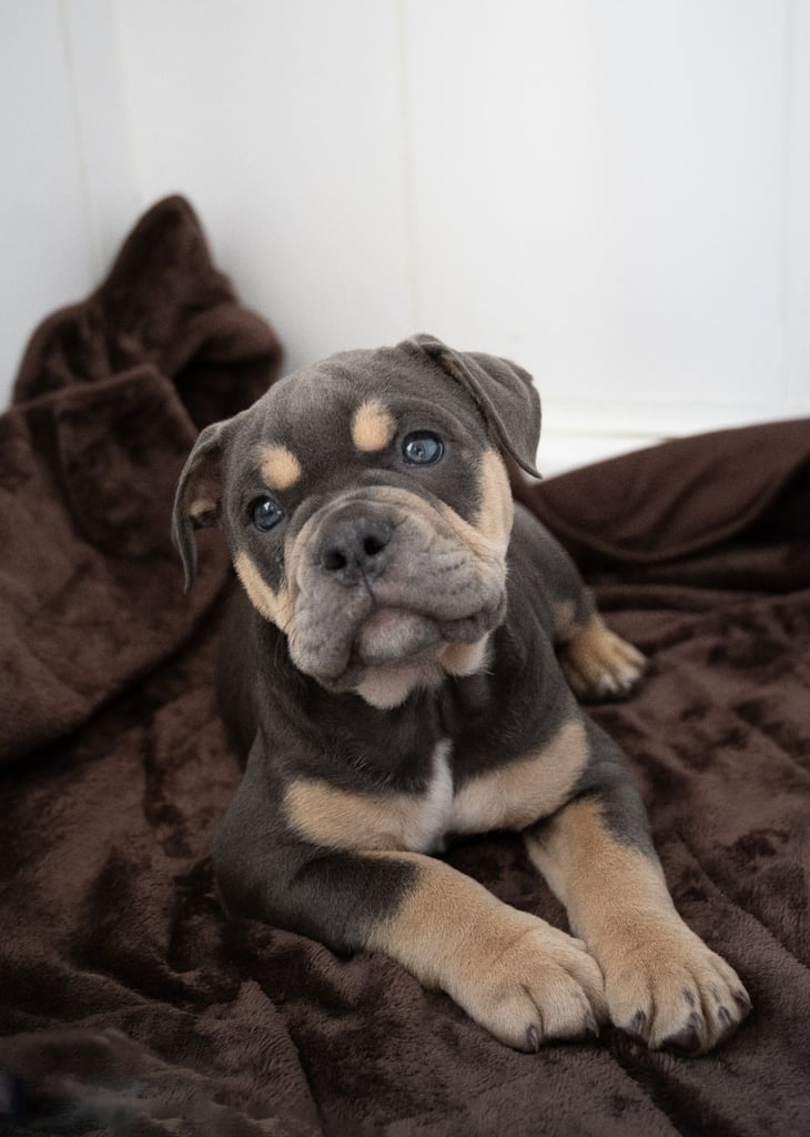Olde english bulldog for sale