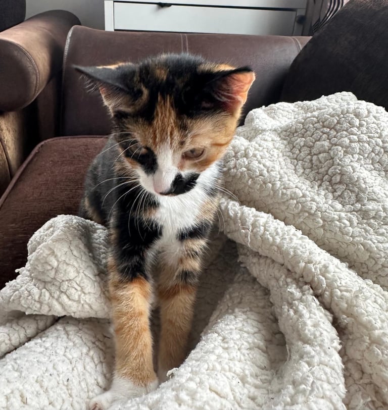 2 kittens for sale 