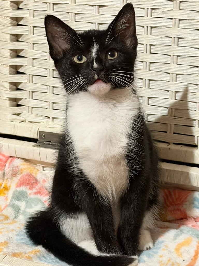  Black & White Kittens  🐾 Classic 