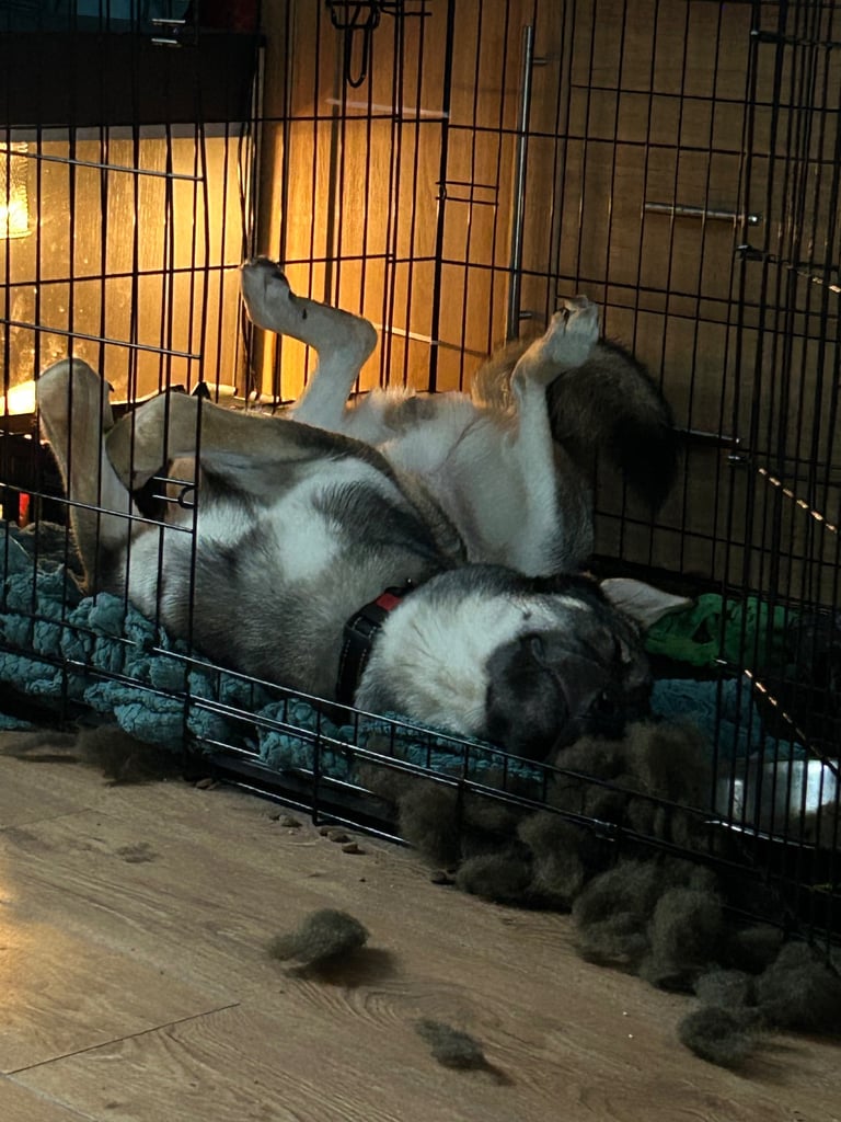 Belgium mal crossed with husky 10 month old