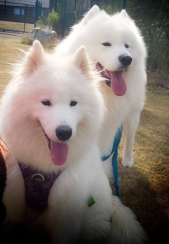 Samoyed Dogs Akita X Samoyed Samoyed Akita Cross Samoyed Mix Breed