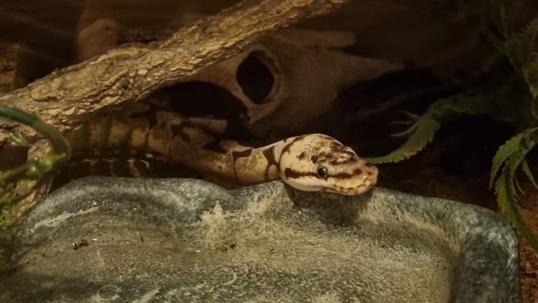 5 Year Old Male Ball Python