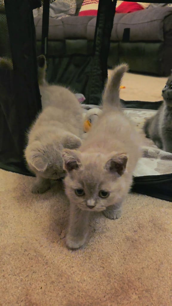 British Shorthair Kittens for sale - Pedigree Lilac and Blue