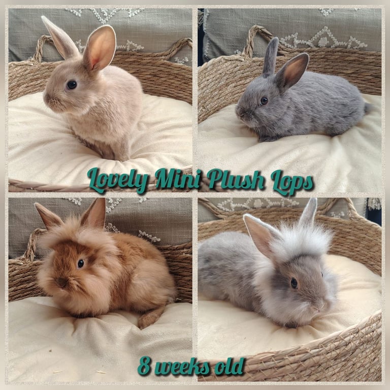 image for Lovely Mini plush lop babies 