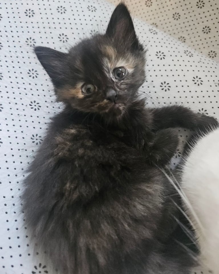 4 Beautiful Fluffy Kittens